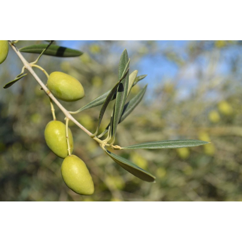 Casas De Hualdo, Cornicabra Extra Virgin Olive Oil, Imported From