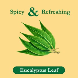 Tadin Eucalyptus Tea, Herbal Tea, Caffeine Free, 24 Tea Bags Per Box, Pack of 6