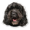 Magnet America (Black) Cockapoo Dog Magnet is 4.73" x 4.9"