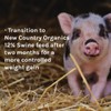 New Country Organics | Swine 16% Protein Feed for Growing