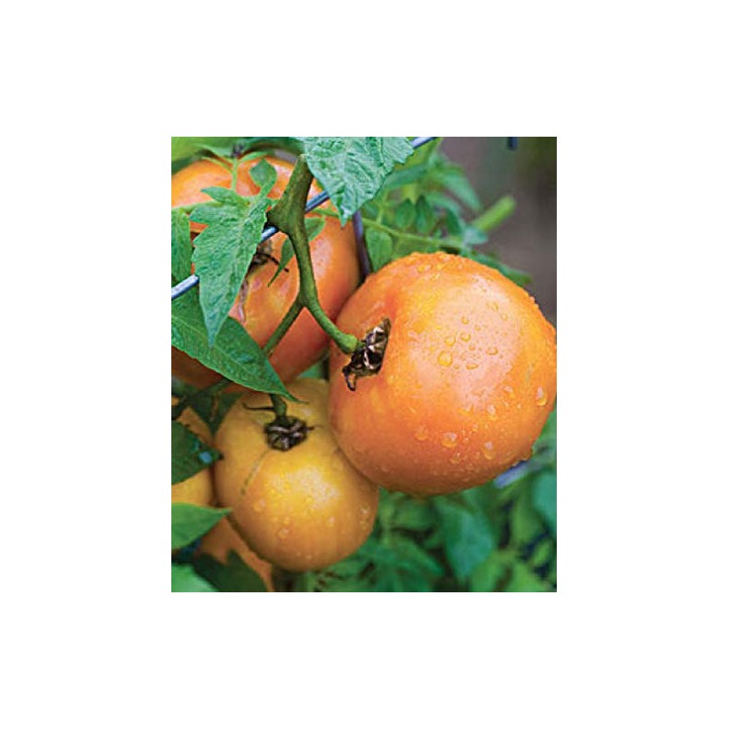 Viridis Hortus - 6 x Tomato Orange Wellington F1 Vegetable/Fruit