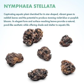 SubstrateSource Live Plant - Dwarf Water Lily (Nymphaea stellata) - Green to Reddish Rosette Bulb Plant for Freshwater Aquariums - Bulb