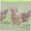 Operitacx 6Pcs Stainless Steel Wire Mesh Garden Barrier Netting Rust