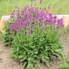 Outsidepride Lamb's Ear Macrantha Flower Seed - 100 Seeds