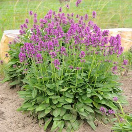 Outsidepride Lamb's Ear Macrantha Flower Seed - 100 Seeds