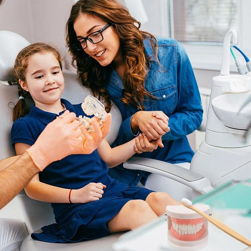 Tooth Model, Dental Care Model, Demonstration Tooth Model, Adult Simulation