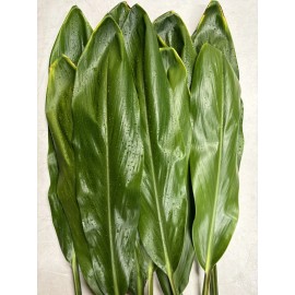Hawaii Fresh Cut Green Ti Leaf 16in-30in 20ct