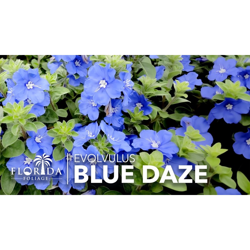 Blue Daze | 3 Large Gallon Size Plants | Evolvulus