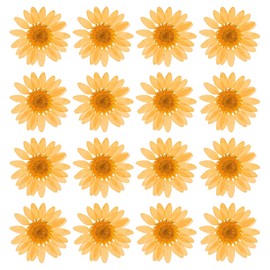 PATIKIL Pack of 48 Dried Pressed Flowers Natural Dried Daisy Flowers for DIY Crafts Home Decoration Nail Decoration Orange