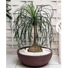 Seeds4planting - Seeds Ponytail Palm Bottle Perennial Tree