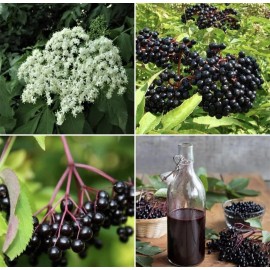 25 Elderberry Seeds Grow Your Own Immunity Fruit Syrup Organic NonGMO TX USA