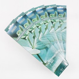 Hosley 120 Pack Incense Sticks + Bonus 120 Pack (Total 240) – Eucalyptus Mint – Perfect for Home, Meditation & Aromatherapy