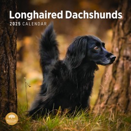 2025 Longhaired Dachshunds Monthly Wall Calendar by Bright Day, 12 x 12 Inch Cute Dog Breed Gift