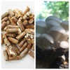 Oyster Mushroom Mycelium Plug Spawn - 100 Count - Grow