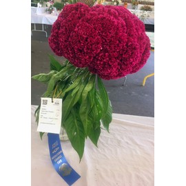 Giant Red Celosia Cockscomb from Monticello Premium Seed Packet
