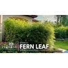 Bamboo Fernleaf | 1 Extra Large 3 Gallon Plant |