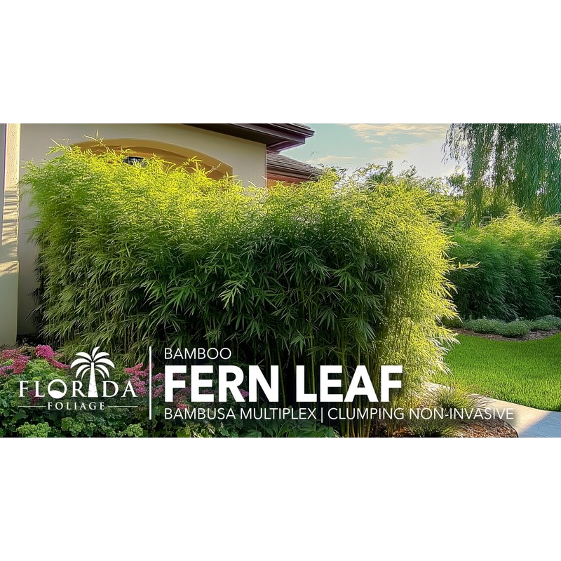 Bamboo Fernleaf | 1 Extra Large 3 Gallon Plant |