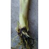Fresh 10 Live Matured Lemongrass Plant - Edible Herb -