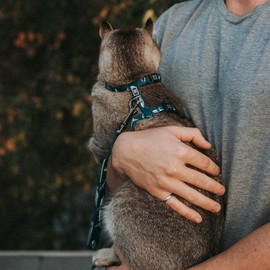 Tella & Stella-Cat Harness with Sturdy 4 Points Buckle for Safety-Adjustable to 7" to 12" for The Neck & 10" to 17" for Chest- Light & Soft for The Confort of Your Cat. (Watermelon)