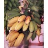Unbranded FHIA-03 “Sweetheart” Dwarf Banana Plant – RARE Dwarf Banana