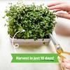 Back to The Roots Organic Microgreens Grow Kit with Ceramic