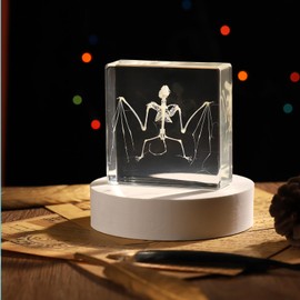 Real Bat Skeleton Specimen in Resin for Science Classroom Science Education Great Gift for Fans of Taxidermy, Animal Skull, Biology, Oddities