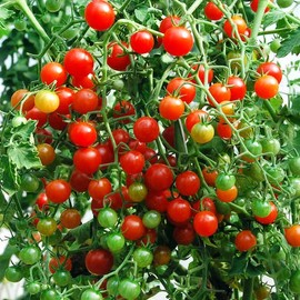 30+ Sweet Pea Currant Tomato Seeds, Heirloom Non-GMO, Extra Sweet and Heavy-Yielding, Low Acid, Indeterminate, Open-Pollinated, Long Season, Super Delicious, Grown in The USA!