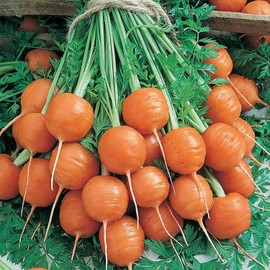 Parisian Carrot Seed - 4 Oz ~80,000 Seeds - Non-GMO, Heirloom Vegetable Garden Seeds - Gardening - Mountain Valley Seed