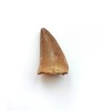 Real FOSSIL MOSASAUR TOOTH - Excellent Fossil - Creataceous Period