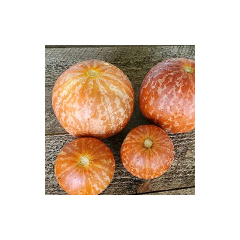 Tigger Melon 30 Seed Pack Pocket Melon, Cucmis Melon, Tigris