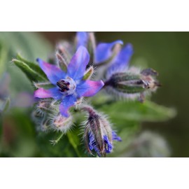 TKE Farms & Gardens - Borage Seeds for Planting, 2 Grams, 100 Heirloom Seeds, Non-GMO, Packet Includes Instructions for Growing, Borago officinalis