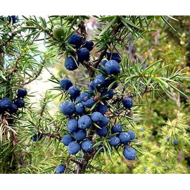 Aromatique, Juniper Berry Home Decorative Fragrance/Potpourri, 8 Ounce Bag - Winter/Holiday Perfect