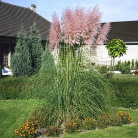 Outsidepride Pink Pampas Ornamental Grass Plant Seeds - 1000 Seeds