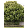 Hollywood Juniper | Juniperus Chinensis Torulosa | 2 Live Gallon