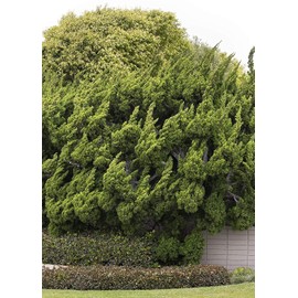Hollywood Juniper | Juniperus Chinensis Torulosa | 2 Live Gallon Size Trees | Drought Tolerant Cold Hardy Evergreen Plant