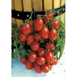 Salerno Seeds Grape Tomato Crovarese Pomodoro Heirloom Tomato 3 Grams Made in Italy Italian Non-GMO