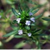 SCARBOROUGH SEEDS SUMMER SAVORY - 500 Seeds - Herb Non