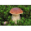 CEMEHA SEEDS Porcini Mushroom (King Boletus) Mycelium Spores Spawn Dried