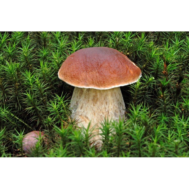CEMEHA SEEDS Porcini Mushroom (King Boletus) Mycelium Spores Spawn Dried