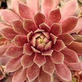 Candied Apple Hens and Chicks Webbed Succulent by Chick Charms - Live Sempervivum Houseleek Plant