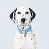 HUGO & HUDSON Tweed Dog Collar, Luxury Adjustable Quick Release