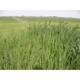 Japanese Millet Seed - 25 Lbs.