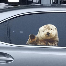Animal Car Window Decals Funny 3D Weatherproof Decals (Otter)