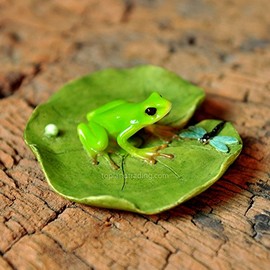 Top Collection Miniature Fairy Garden and Terrarium Frog and Dragonfly on Lotus Leaf Statue