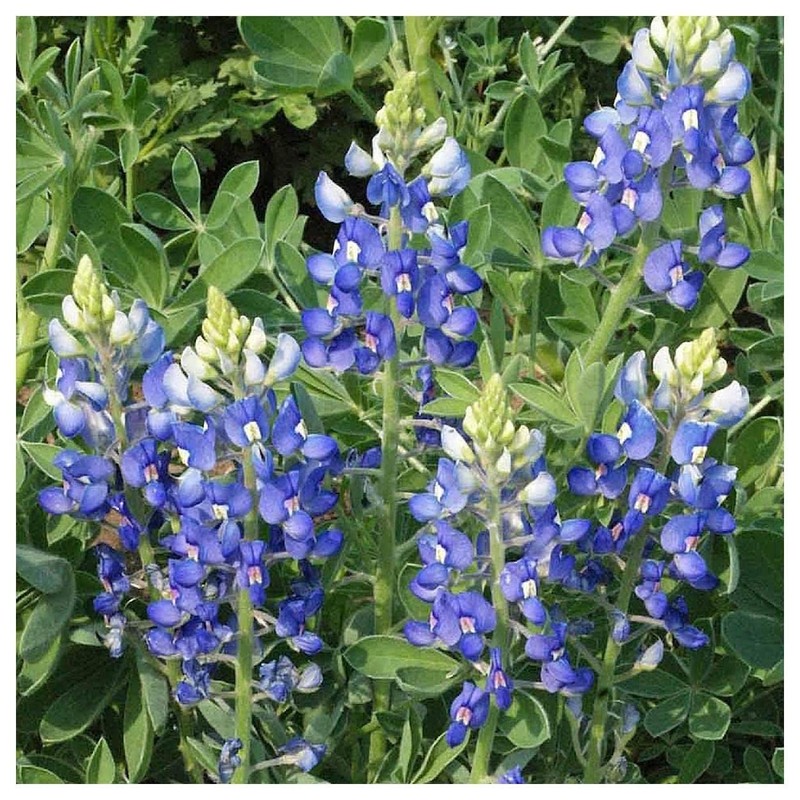Everwilde Farms - 50 Texas Bluebonnet Native Wildflower Seeds -
