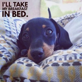 Dachshund  refrigerator magnet 3 1/2 x 3 1/2 "  Made in the Usa