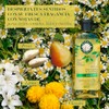 Herbal Essences Shampoo Brillo Manzanilla & Pasiflora 400 ml