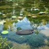 Mallard Duck Decoy, Plastic Floating Duck Decoy Simulation Hunting Duck