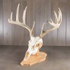 Walnut Hollow Country Reversible Skull Mount Kit in Oak for