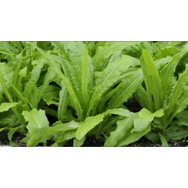 TomorrowSeeds - Sword Choy Seeds - 900+ Count Packet - for 2024 AA Choy Seeds Narrow Leaf Lettuce Chinese Taiwanese A-Choy CAI Tsai Salad Tajam